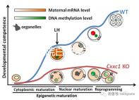 華西醫院白帶常規費用真心貴，事后不憑醫保報銷虧大發