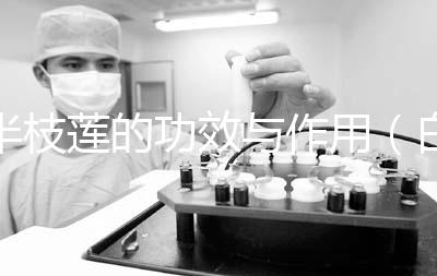 半枝蓮的功效與作用(白花蛇舌與半枝蓮奇效)