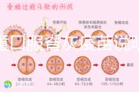 兒童口服脊灰疫苗說明書：兩種類型用法用量各不相同