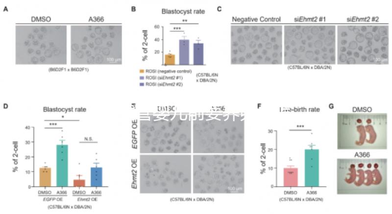做試管嬰兒前要養卵，怎么做？趕緊來看看這些方法！