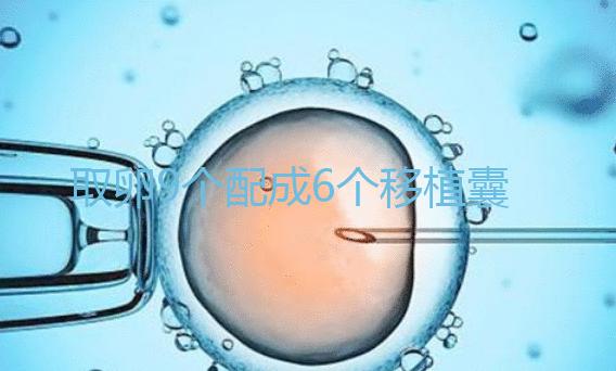 取卵9個(gè)配成6個(gè)移植囊胚成功率不高?專家:做三代試管夠了