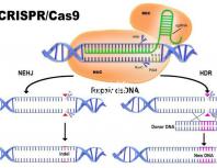 北醫三院做試管，自然周期鮮胚移植成功率是多少？