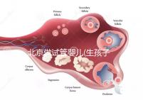 北京做試管嬰兒(生孩子)的費用具體是多少？