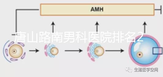唐山路南男科醫院排名2024,精度高,成本低...