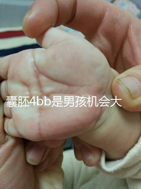 囊胚4bb是男孩機會大嗎？生男生女概率都只有50%