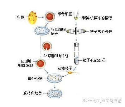 何猷君求婚成功！賭王四太回應“奚夢瑤懷孕”傳聞