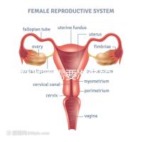 供精試管需要準(zhǔn)備的資料一覽，除結(jié)婚證外這些也必不可少