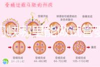 三門峽哪里能做試管嬰兒？從經歷談成功率和費用