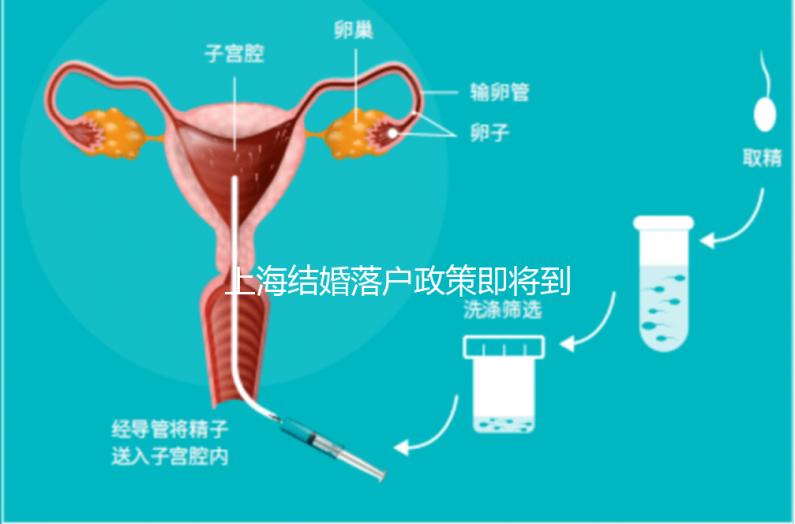 上海結(jié)婚落戶政策即將到來，包括2024年黃浦區(qū)詳細(xì)的戶籍流程