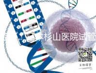 驚訝！日本杉山醫院試管嬰兒成功率和泰國持平