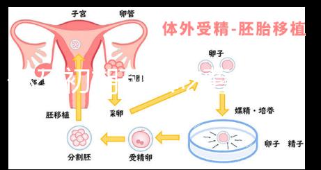 懷孕初期可以吃薯片么?看完這篇文章你就知道了