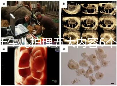 新生兒護理五大內(nèi)容6個要點整理，嬰兒養(yǎng)育照護干貨來了