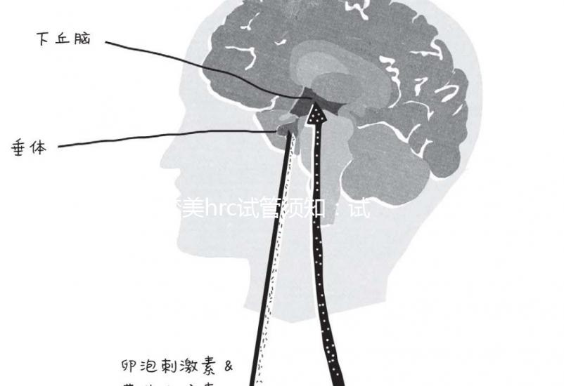 夢(mèng)美hrc試管須知:試管嬰兒提升成功率有這幾個(gè)方法