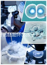 好的胚胎懷男孩子更多，驚呀！什么時候質量決定性別了