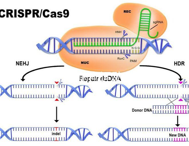 如果精子前向運動率低于19，就不要看這個弱精子看完了嗎？