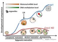 廣州hpv疫苗預(yù)約流程攻略，詳細(xì)地址加電話收好不謝