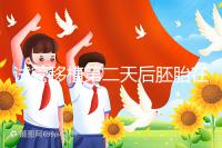 試管移植第二天后胚胎在干嘛！子宮內游走居無定所