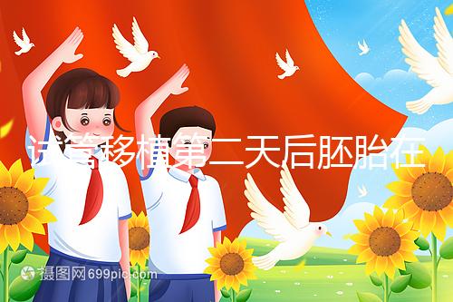 試管移植第二天后胚胎在干嘛！子宮內(nèi)游走居無定所