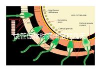 試管促排時麗申寶打幾天?我們來看看網(wǎng)友們的回答