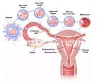 試管拮據(jù)劑方案（試管拮據(jù)劑方案是什么意思）