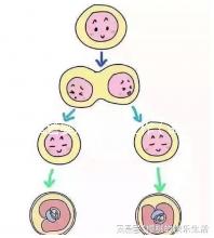 試管嬰兒的準(zhǔn)備工作（試管嬰兒的準(zhǔn)備工作有哪些）