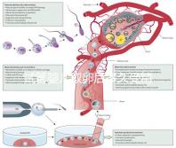 試管嬰兒取卵后多久受精（取卵第二天被告知精卵不結(jié)合）