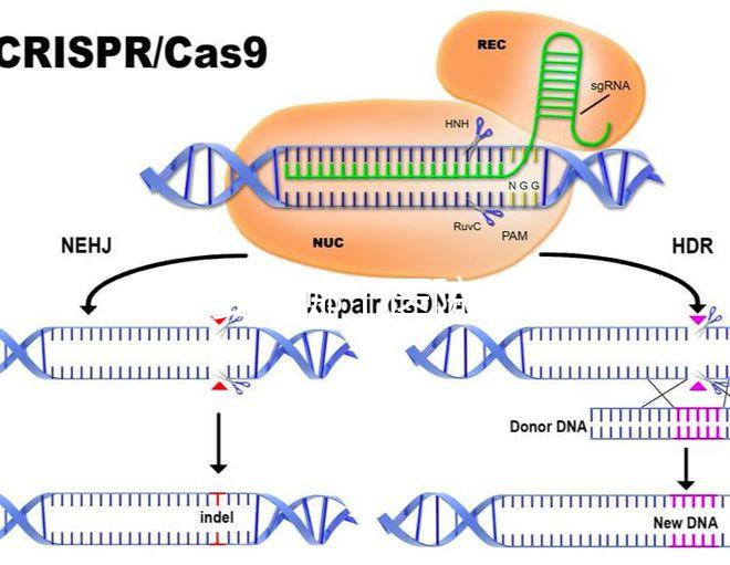 試管嬰兒哪個(gè)醫(yī)院成功率最高(西安做試管嬰兒哪個(gè)醫(yī)院成功率最高)