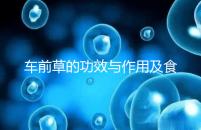 車前草的功效與作用及食用方法（男性長(zhǎng)期喝車前草好處）