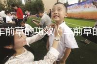 車前草的功效（車前草的食用禁忌）