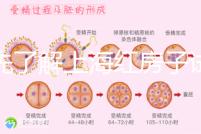 預先了解上海紅房子試管建檔流程，最快當天可定方案