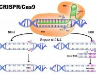 45歲生孩子各有利弊，對比優缺點就知道好不好！